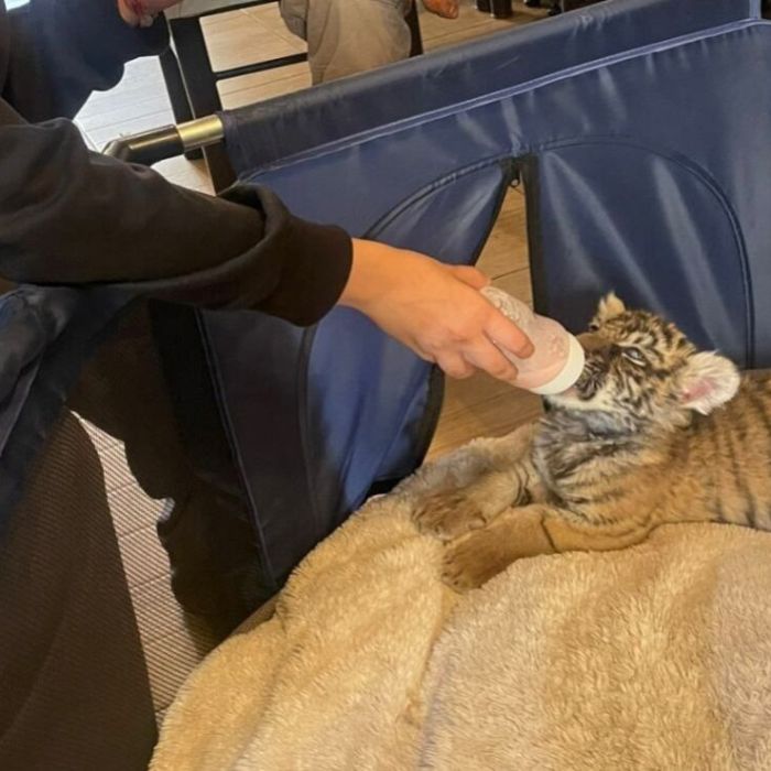 Resguardan a cachorra de tigre de Bengala en Xochimilco