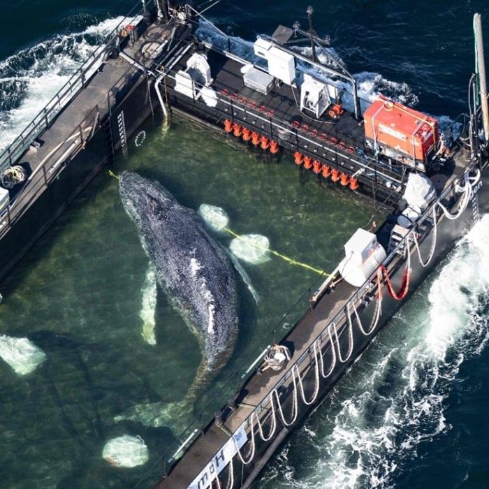 Restos de la ballena “Timmy” serán procesados; la grasa podría convertirse en biocombustible