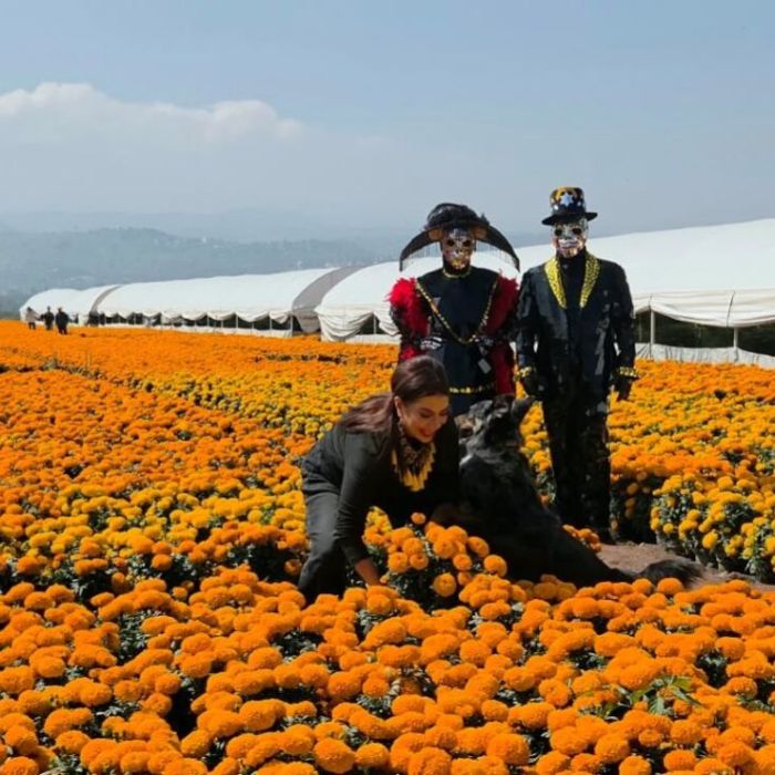 Arranca en CDMX la venta de cempasúchil con una producción histórica de 10 millones de flores
