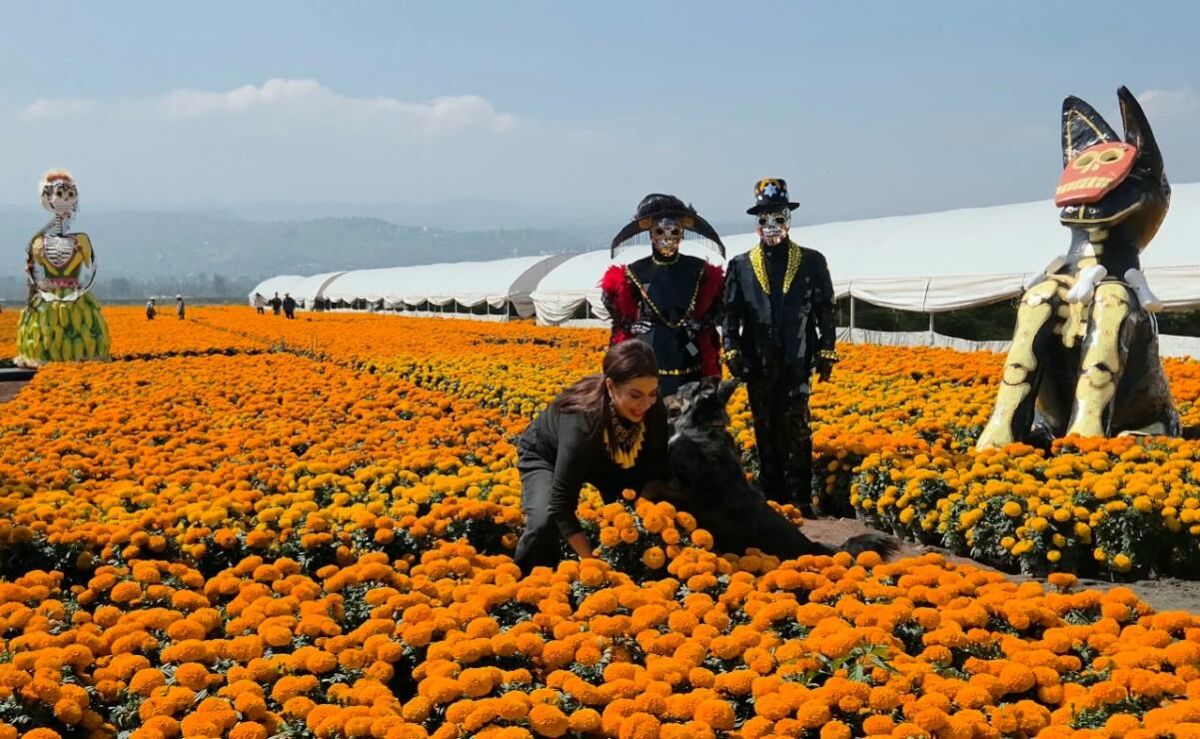 arranca-en-cdmx-la-venta-de-cempasuchil-con-una-produccion-historica-de-10-millones-de-flores