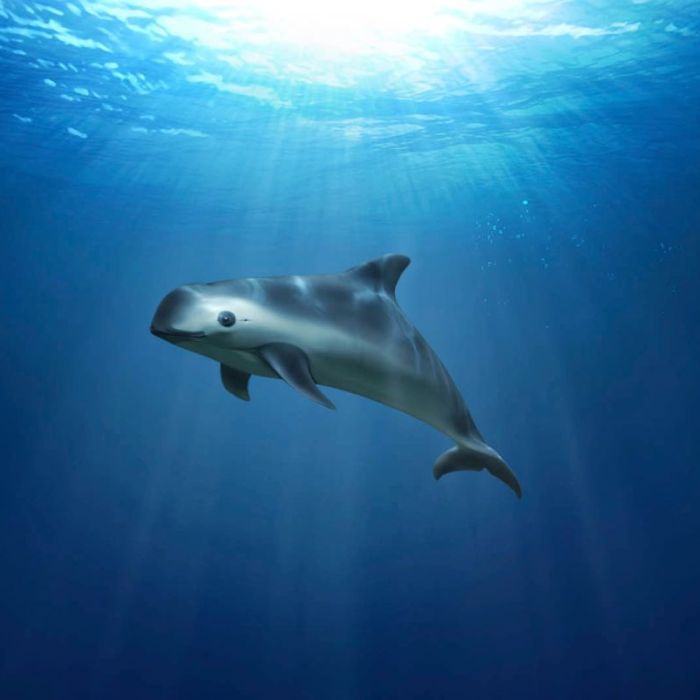 CITES revisará en noviembre los avances de México para proteger a la vaquita marina