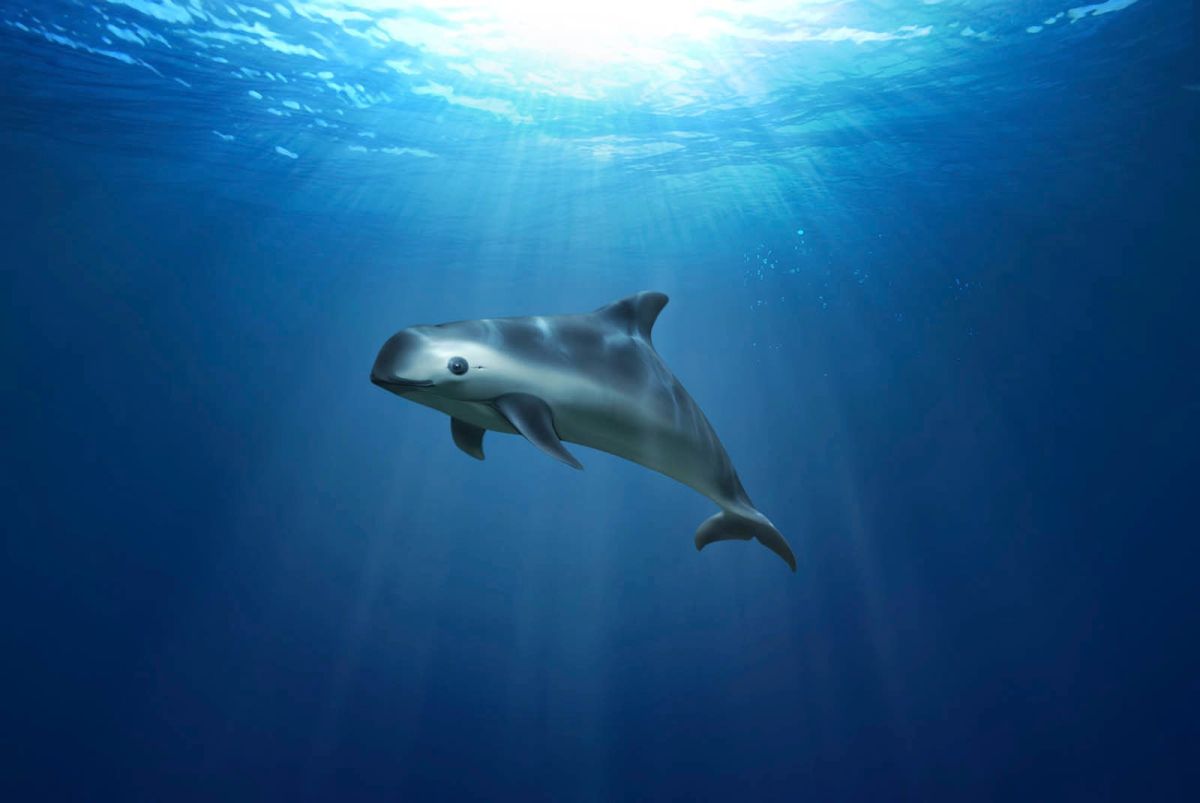 cites-revisara-en-noviembre-los-avances-de-mexico-para-proteger-a-la-vaquita-marina