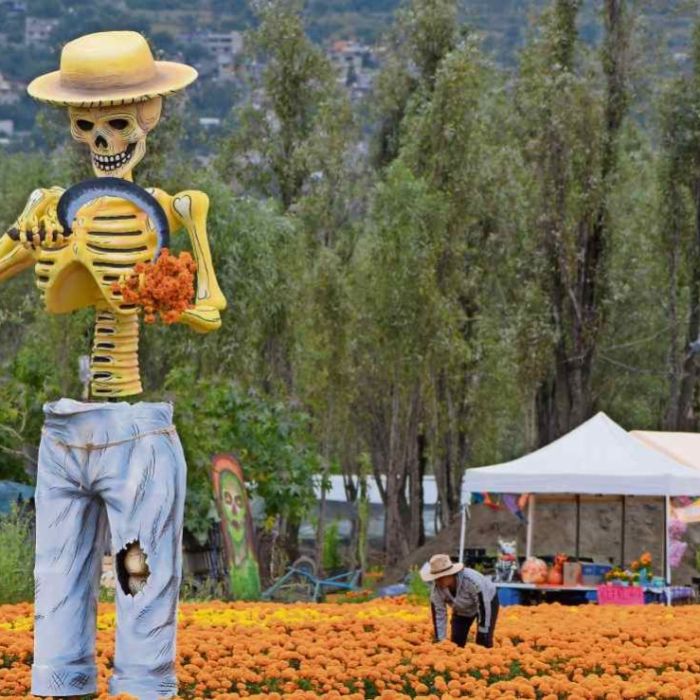 Catrinas monumentales reciben a visitantes entre campos de cempasúchil en Xochimilco