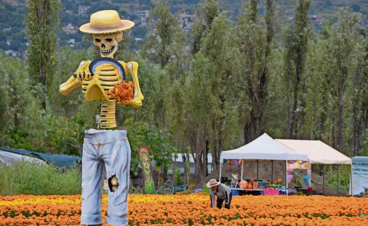 catrinas-monumentales-reciben-a-visitantes-entre-campos-de-cempasuchil-en-xochimilco