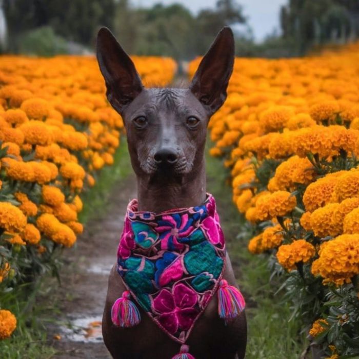 Centro Histórico de CDMX recibe el primer Festival del Xoloitzcuintle