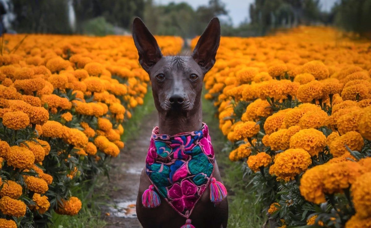 centro-historico-de-cdmx-recibe-el-primer-festival-del-xoloitzcuintle