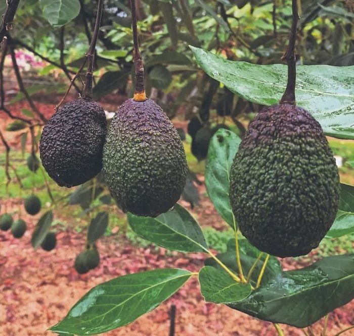 Certifican a 125 agroexportadoras de aguacate por empleo formal en Michoacán