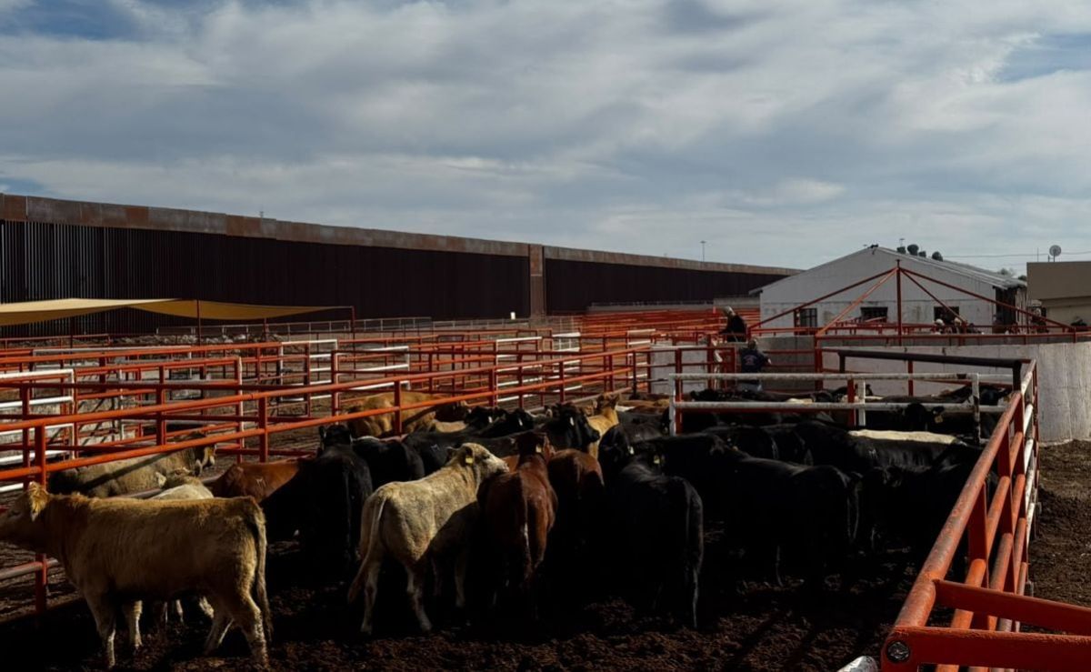 chihuahua-reanuda-exportacion-de-ganado-por-puerto-palomas-con-750-cabezas