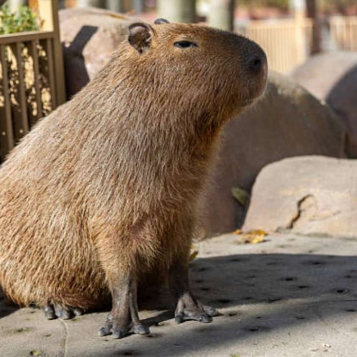 Denuncian a un hombre por disparar contra capibaras en Nordelta, Argentina