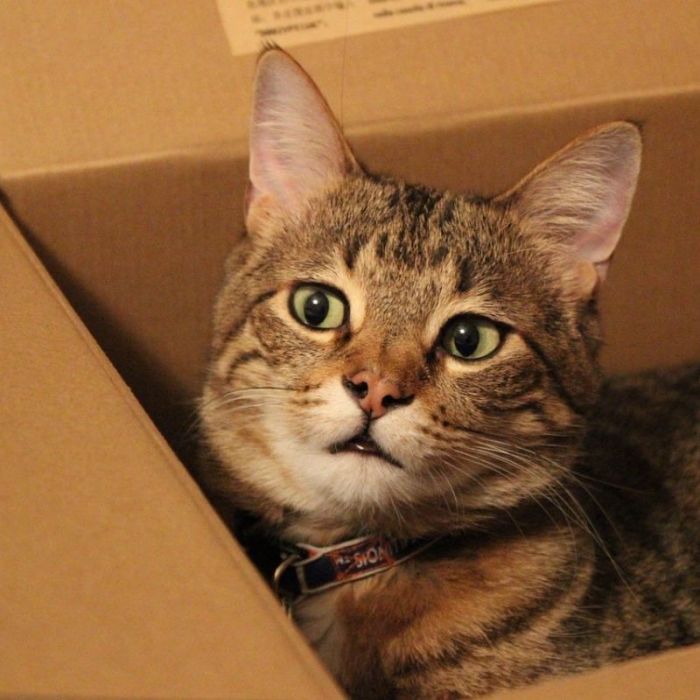 Día del Gato: por qué se celebra tres veces al año