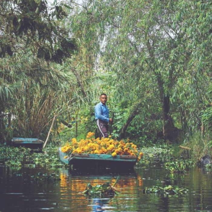 El cempasúchil nativo mantiene viva una tradición en Xochimilco