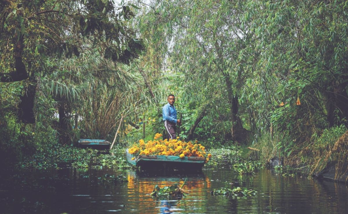 el-cempasuchil-nativo-mantiene-viva-una-tradicion-en-xochimilco