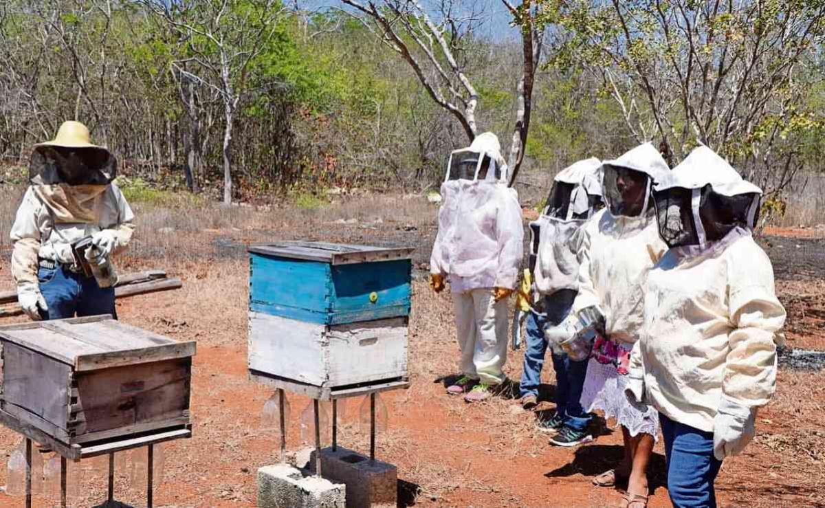 falta-de-apoyos-y-uso-de-agroquimicos-agravan-crisis-de-apicultores-en-campeche
