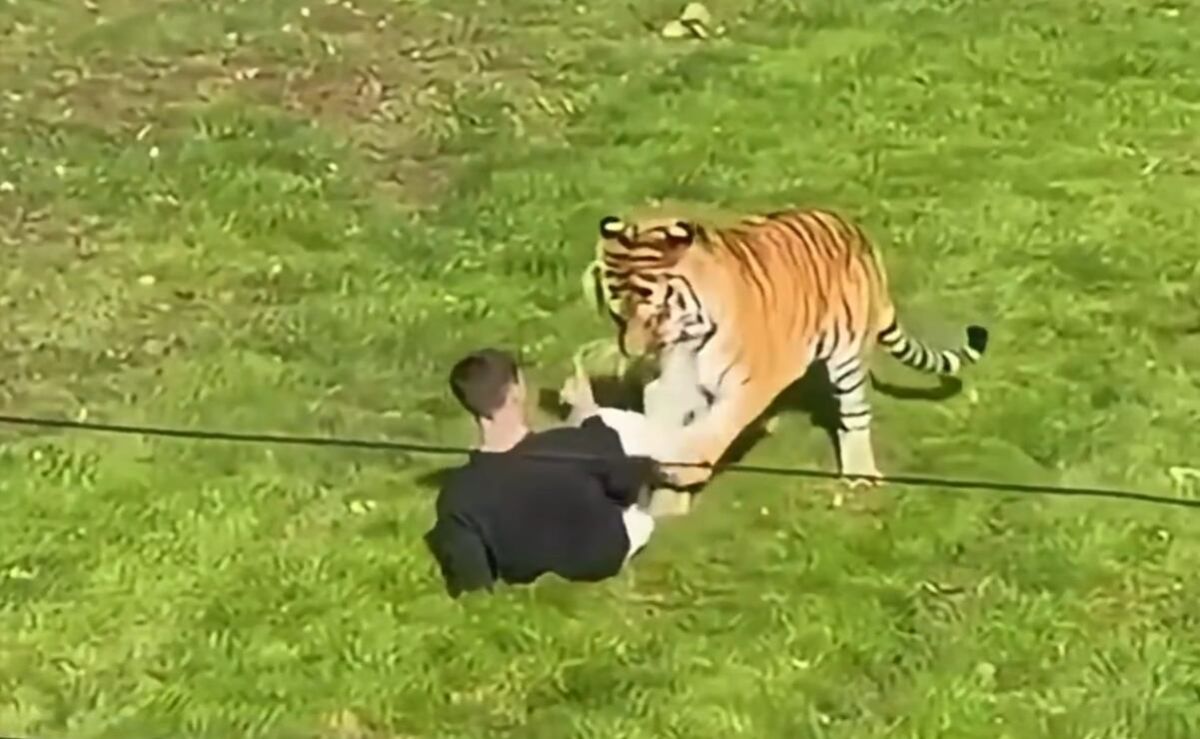 hombre-muere-tras-ser-atacado-por-un-tigre-en-un-zoologico-de-inglaterra