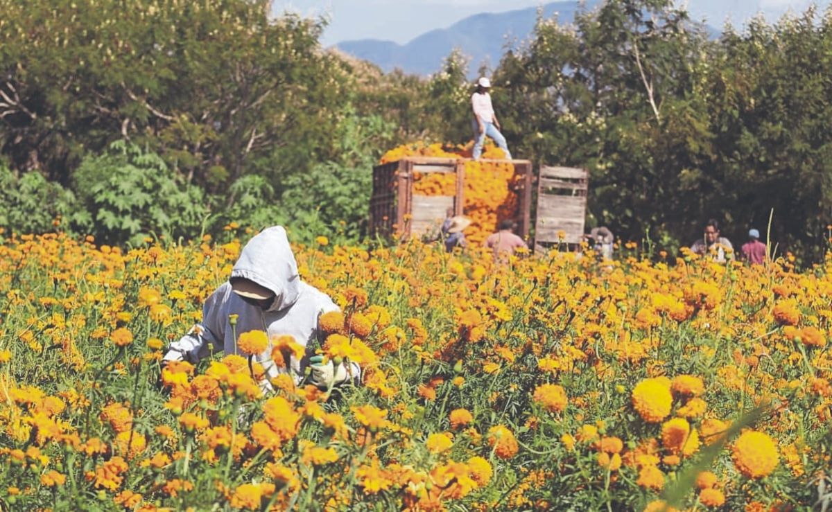 los-campos-de-atlixco-comienzan-la-cosecha-de-cempasuchil-y-terciopelo-para-dia-de-muertos