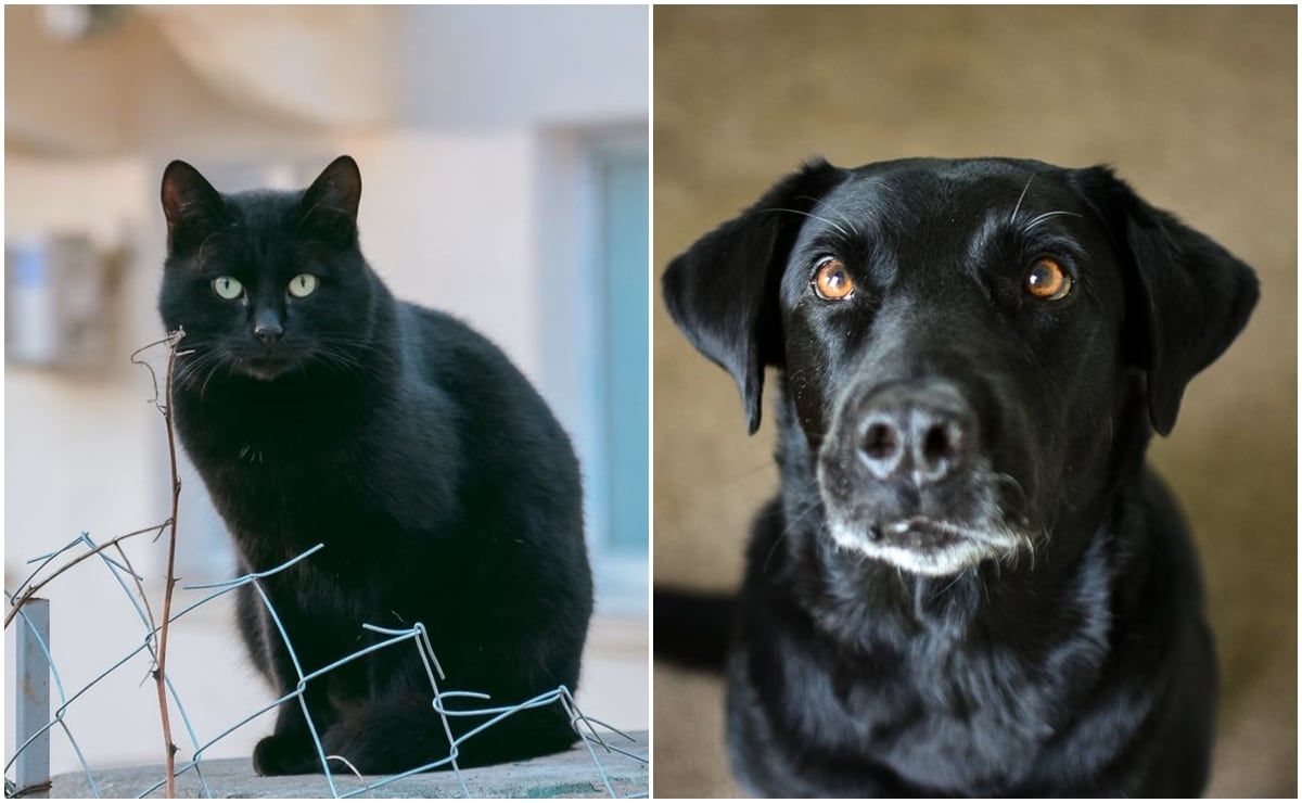 mascotas-negras-recomendaciones-para-protegerlas-durante-octubre-y-noviembre