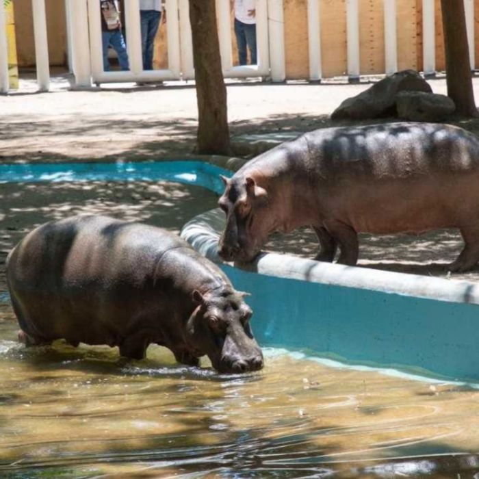 Muere el hipopótamo Motomoto en el Zoológico de Culiacán; solicitan investigar las causas
