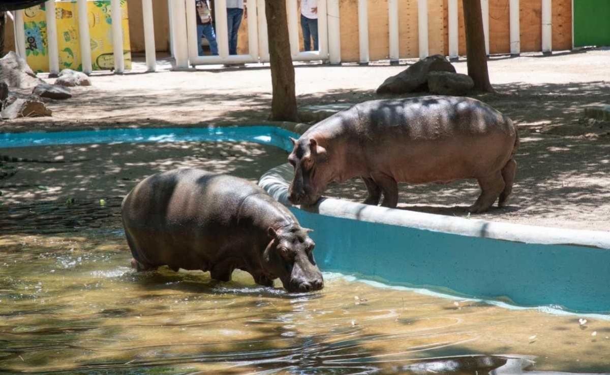 muere-el-hipopotamo-motomoto-en-el-zoologico-de-culiacan-solicitan-investigar-las-causas