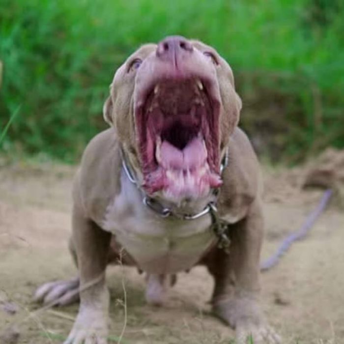 Muere niño de 4 años tras ataque de un pitbull en Argentina; investigan a su madrina