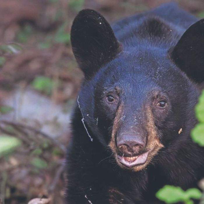 Osos negros se habituan a vivir cerca de zonas urbanas en Nuevo León