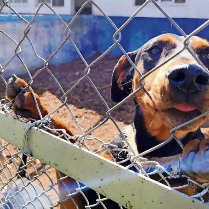 Proponen reconocer como violencia familiar el uso de animales de compañía para intimidar
