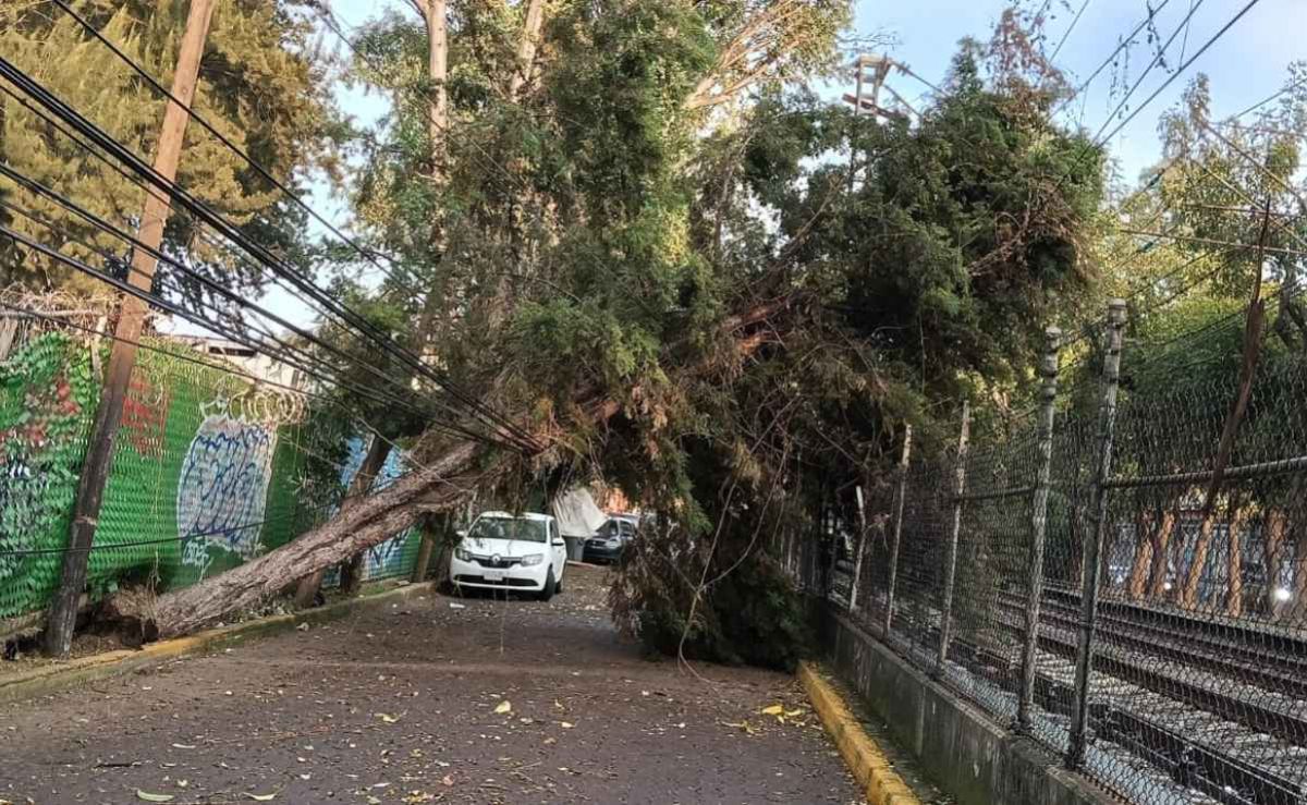 restablecen-servicio-del-tren-ligero-tras-retirar-arbol-de-la-catenaria