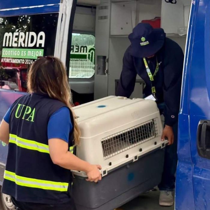 Retiran nuevamente a Oso y Blanquis tras entrar a una vivienda en Mérida