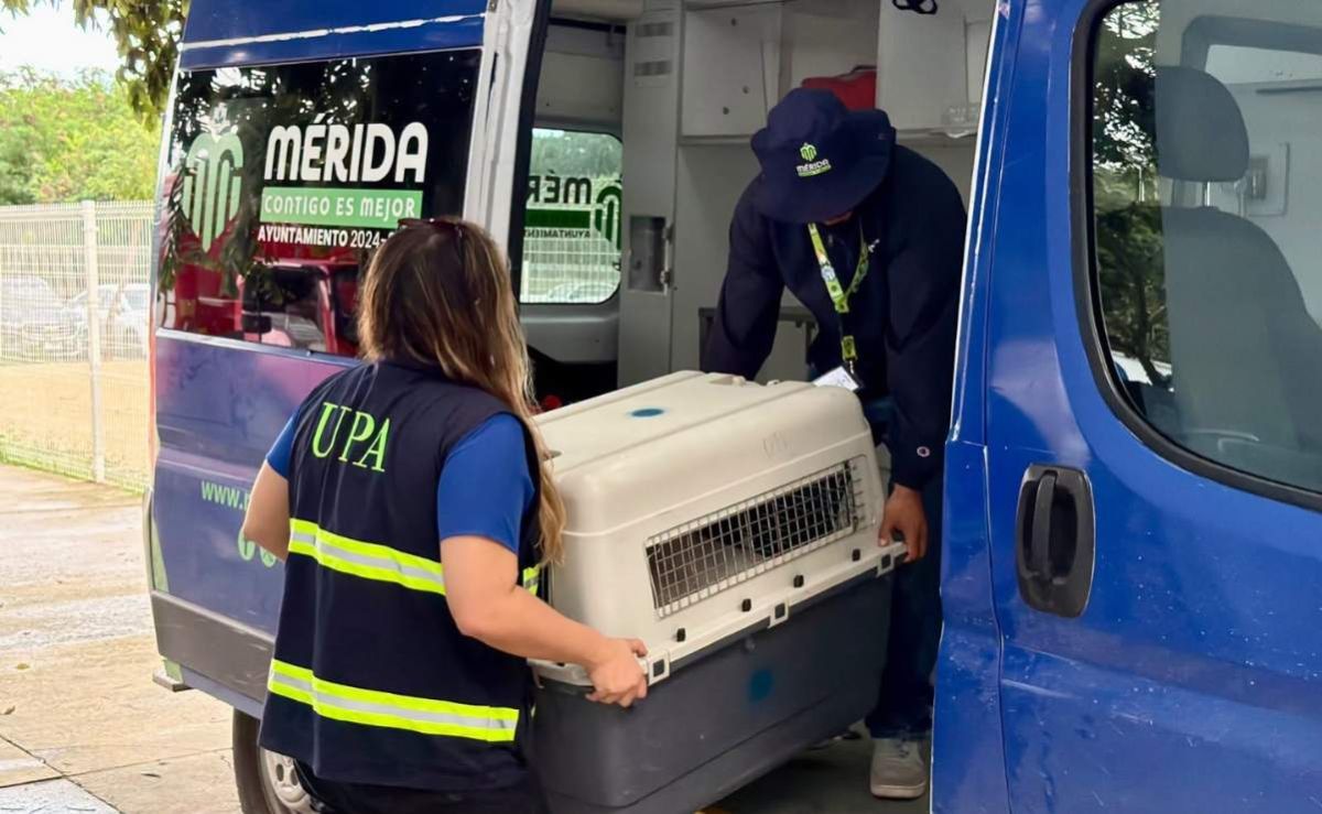 retiran-nuevamente-a-oso-y-blanquis-tras-entrar-a-una-vivienda-en-merida