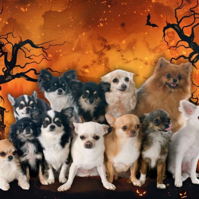 Reunión masiva de chihuahuas llegará a Chapultepec por el Día de Muertos