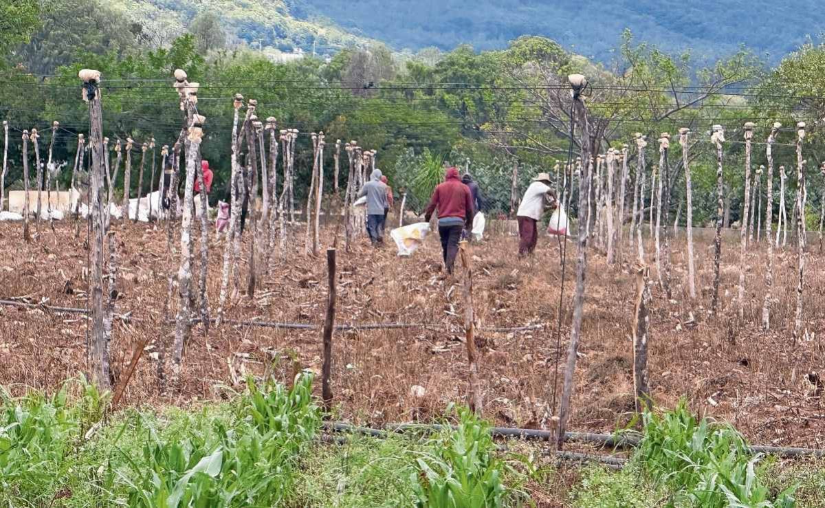 senado-analiza-ley-de-topografia-para-prevenir-conflictos-por-limites-de-tierras