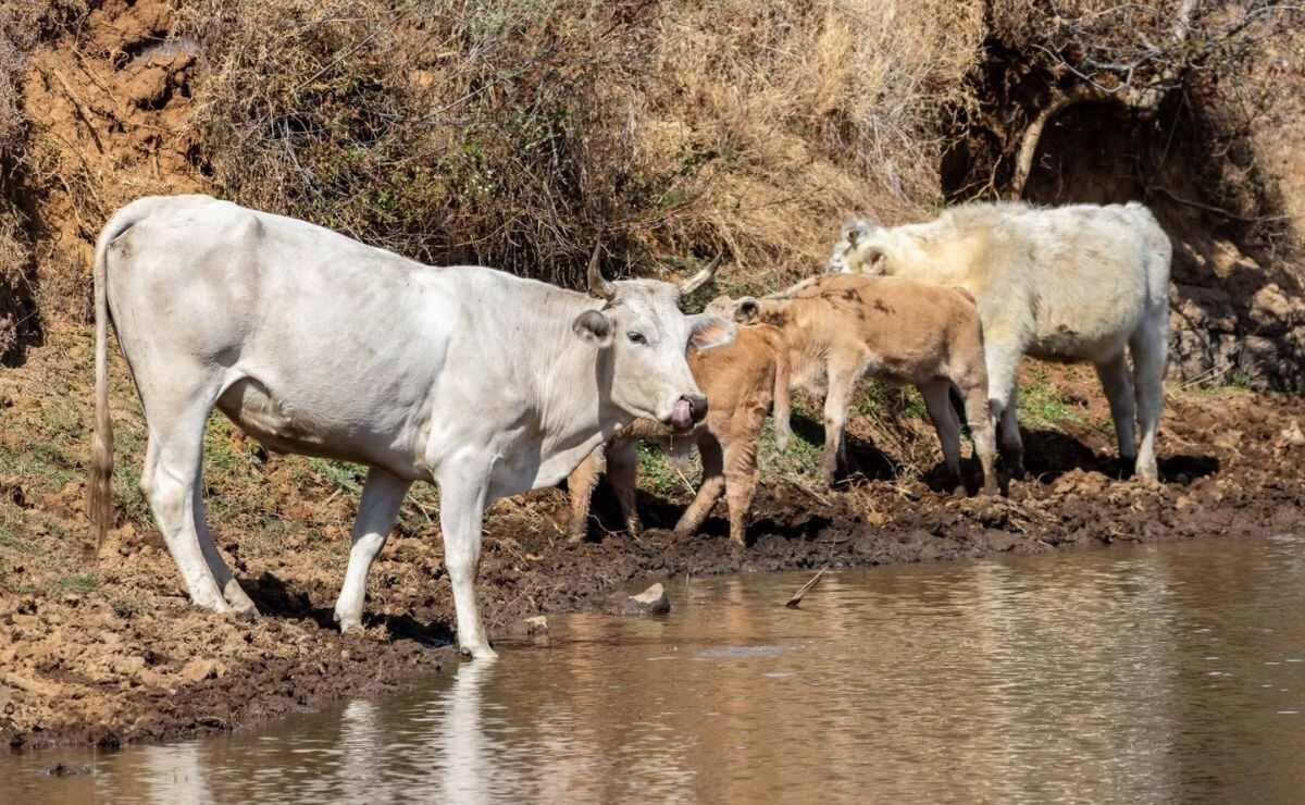 suspenden-temporalmente-exportacion-de-ganado-por-agua-prieta-tras-detectar-aftas-en-un-becerro