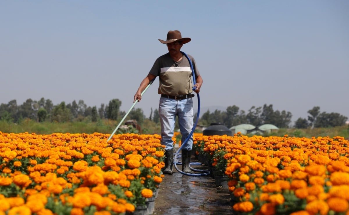 tras-perder-su-casa-en-el-sismo-de-2017-victor-e-imelda-sembraron-35-mil-macetas-de-cempasuchil-en-xochimilco