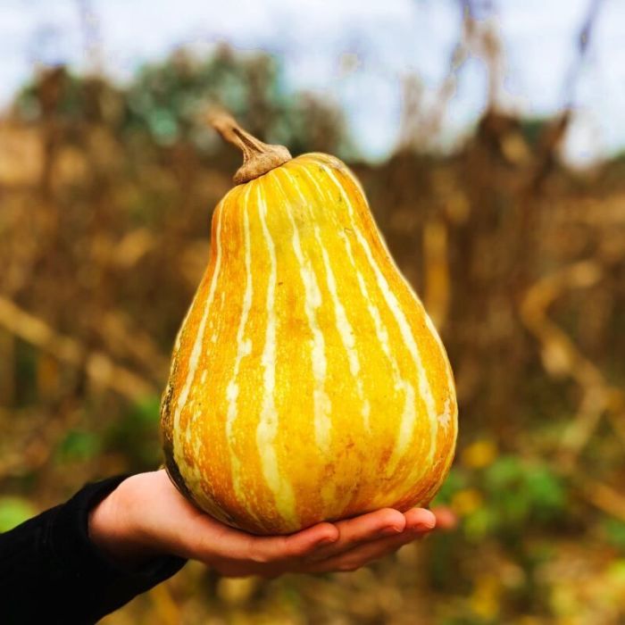 Tres recetas oaxaqueñas con calabaza para celebrar el Día de Muertos