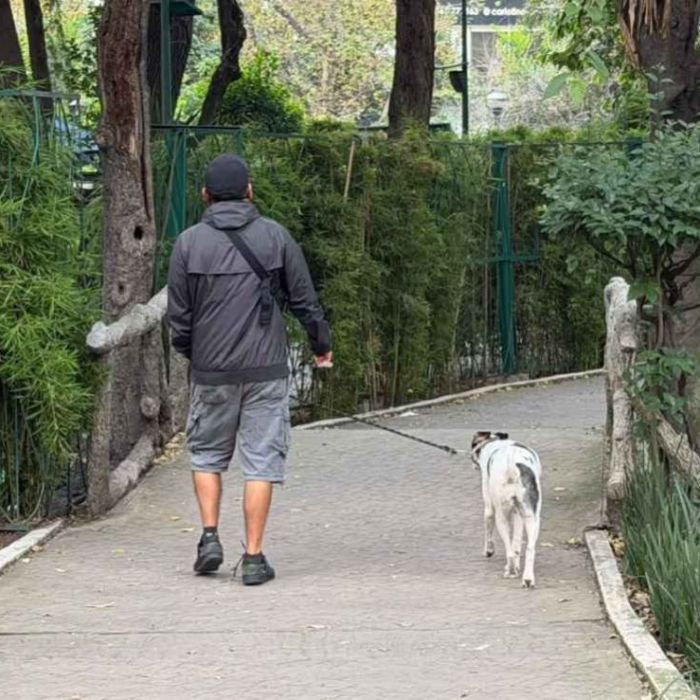 Vecinos de la Condesa forman brigadas tras envenenamiento de perros en Parque España